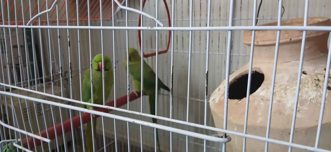 A pair of parrot male and female available for sale — photo 2