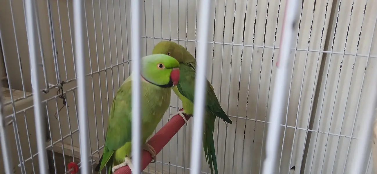 A pair of parrot male and female available for sale — photo 3