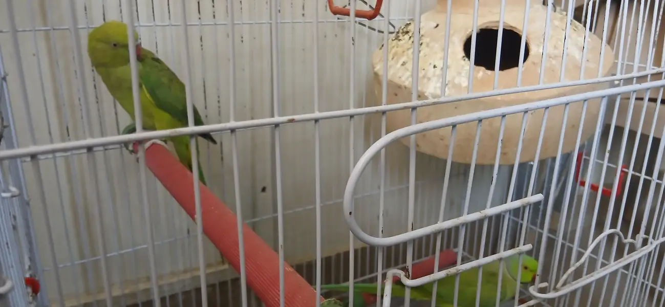 A pair of parrot male and female available for sale — photo 4