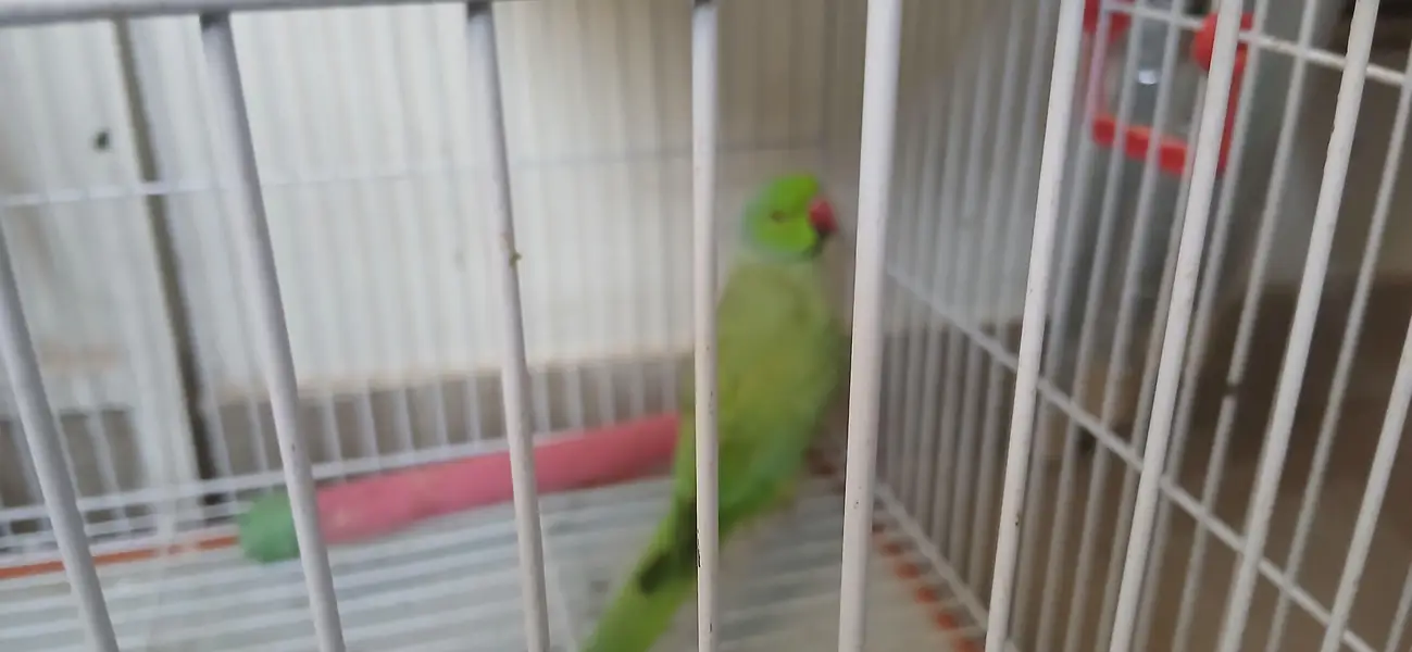A pair of parrot male and female available for sale — photo 5