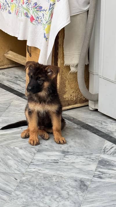German shepherd male puppies/ stock Coat puppy / gsd dog