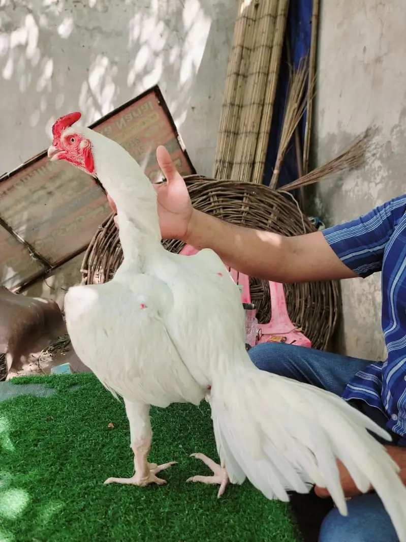100 % Pure Paper White Heera Aseel Rooster — photo 2