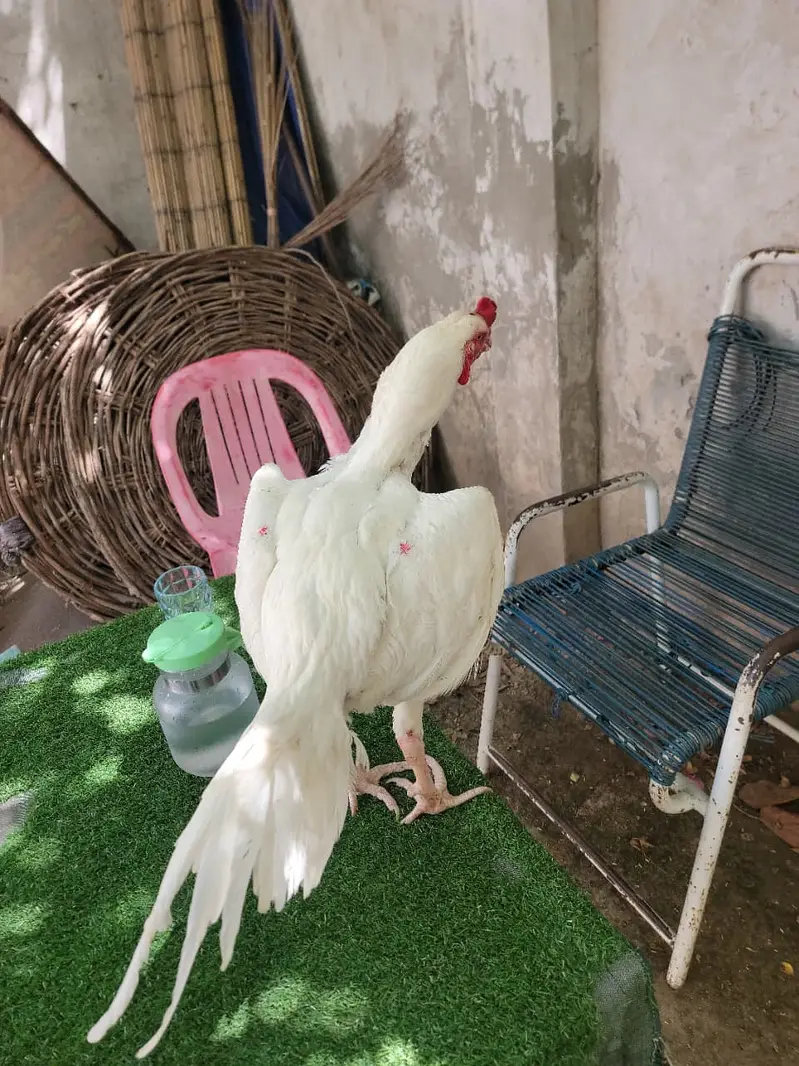 100 % Pure Paper White Heera Aseel Rooster — photo 3