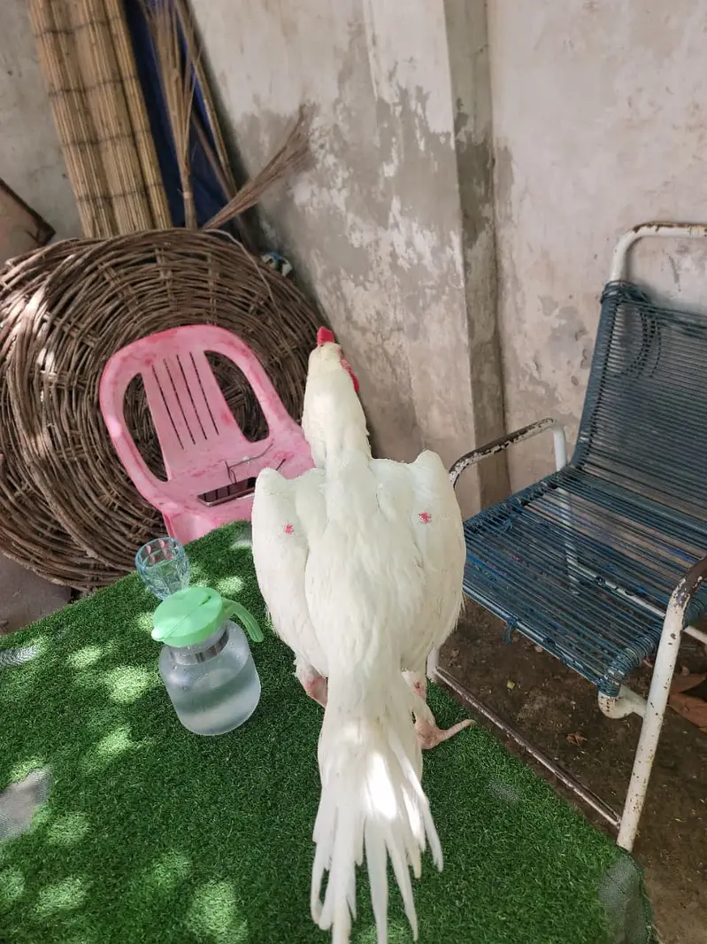 100 % Pure Paper White Heera Aseel Rooster — photo 5