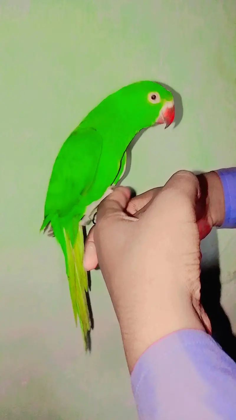 Ringneck parrot Male handtame — photo 2