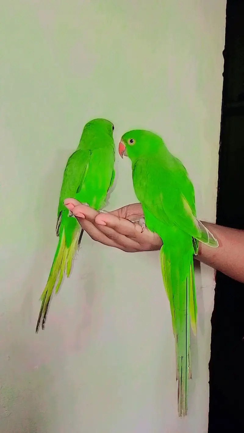 Ringneck parrot Male handtame — photo 4