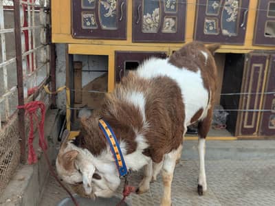 ablack teddy Bakra andoo and barbari female with 2 kids