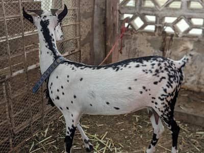 pure barbari bakri 1.5 gabban