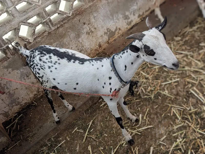 ablack teddy Bakra andoo and barbari female with 2 kids — photo 7