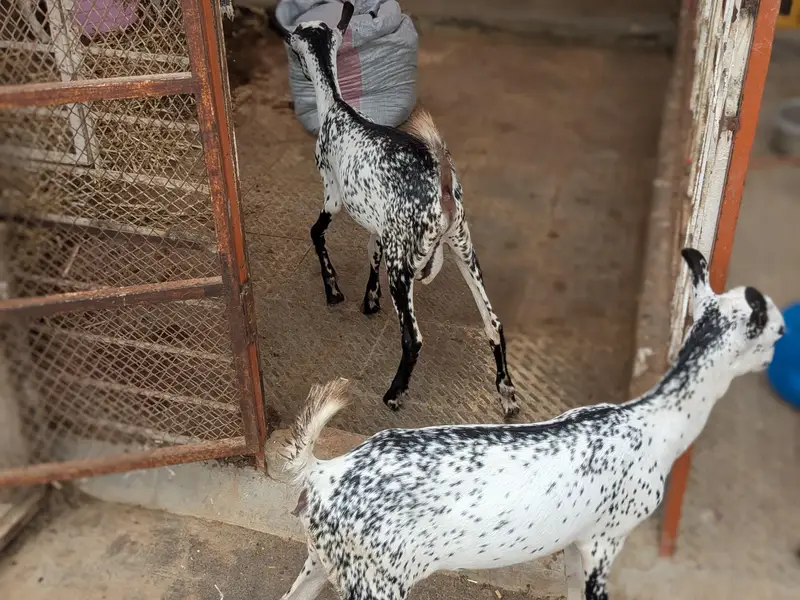 ablack teddy Bakra andoo and barbari female with 2 kids — photo 11