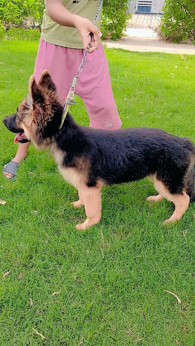 German shepherd puppies for sale / puppy / GSD pup / german shepherd