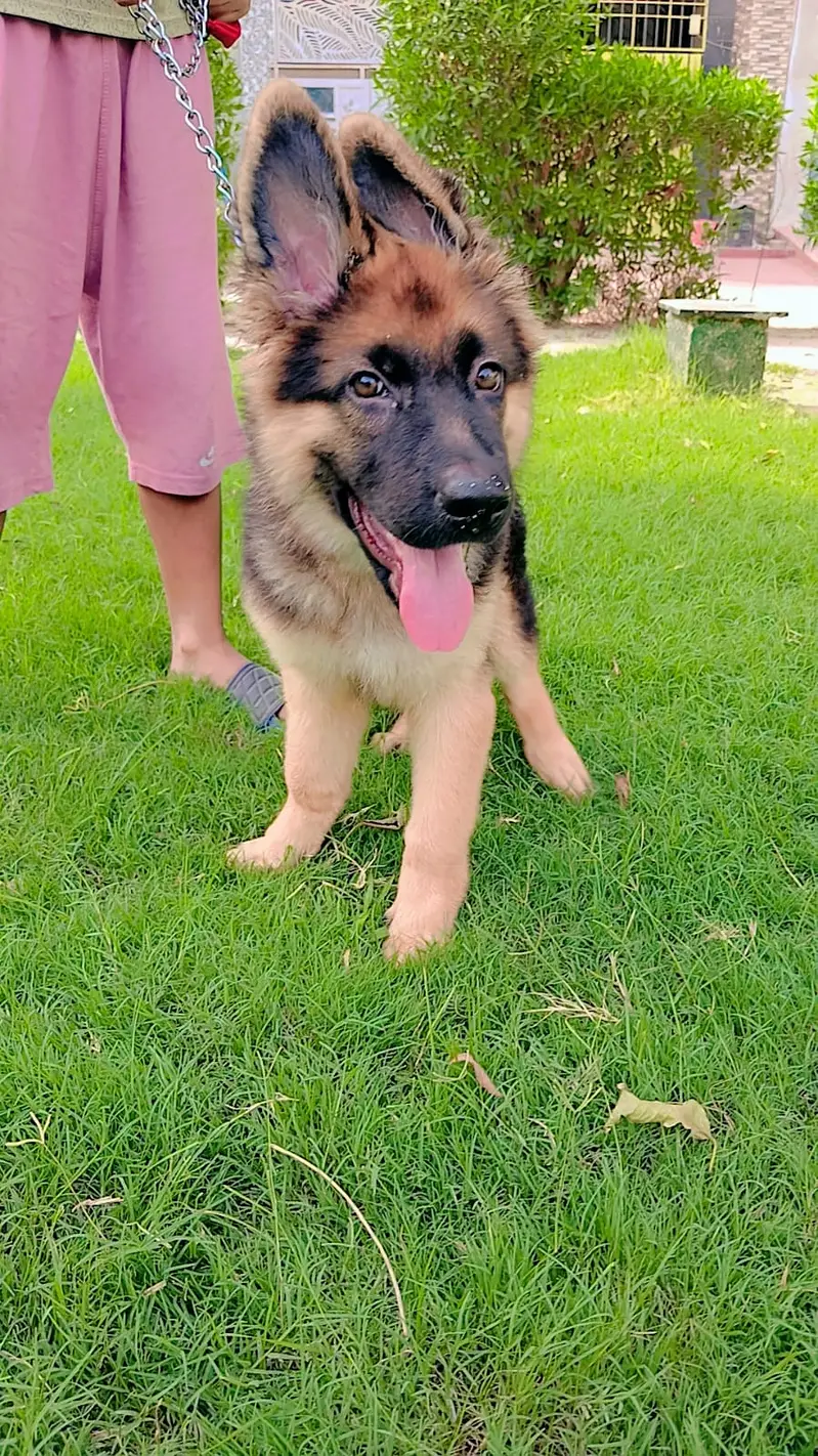 German shepherd puppies for sale / puppy / GSD pup / german shepherd — photo 2