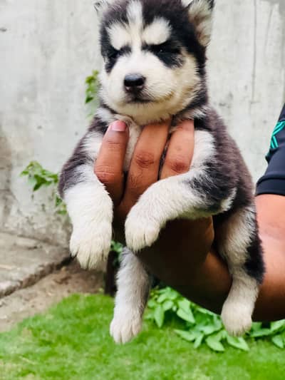Siberian husky dog| female blue eyes
