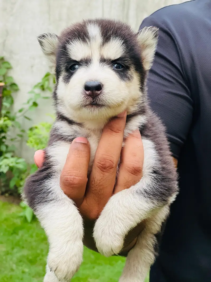 Siberian husky dog| female blue eyes — photo 2