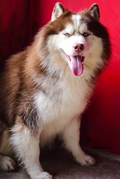 Top Notch Siberian Husky Female Pup