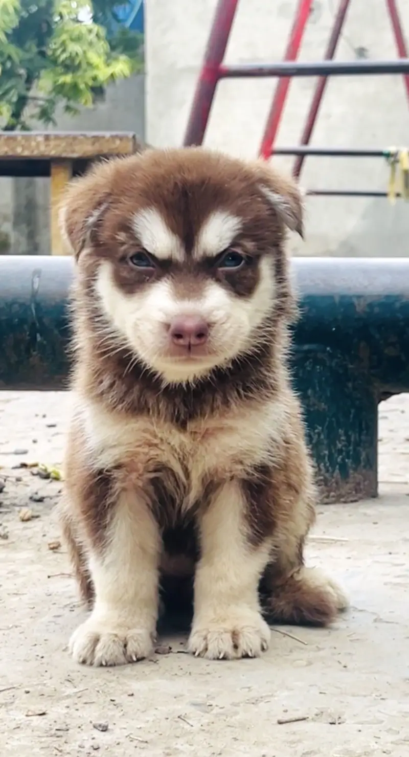 Top Notch Siberian Husky Female Pup — photo 2