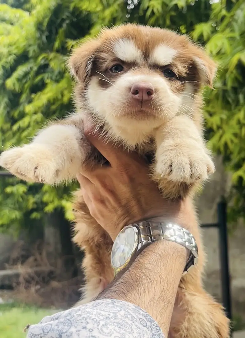 Top Notch Siberian Husky Female Pup — photo 3