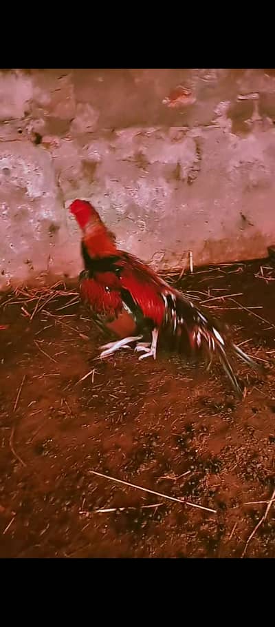 Aseel mianwali cross murga forsale