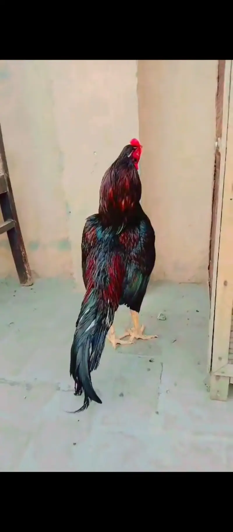 Aseel mianwali cross murga forsale — photo 6
