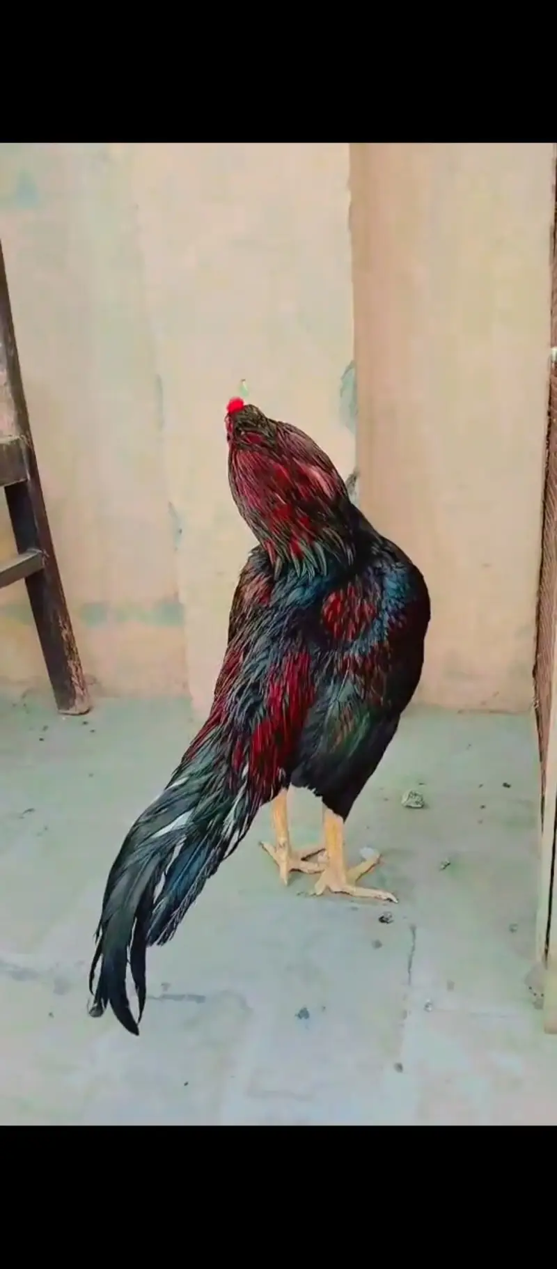 Aseel mianwali cross murga forsale — photo 7