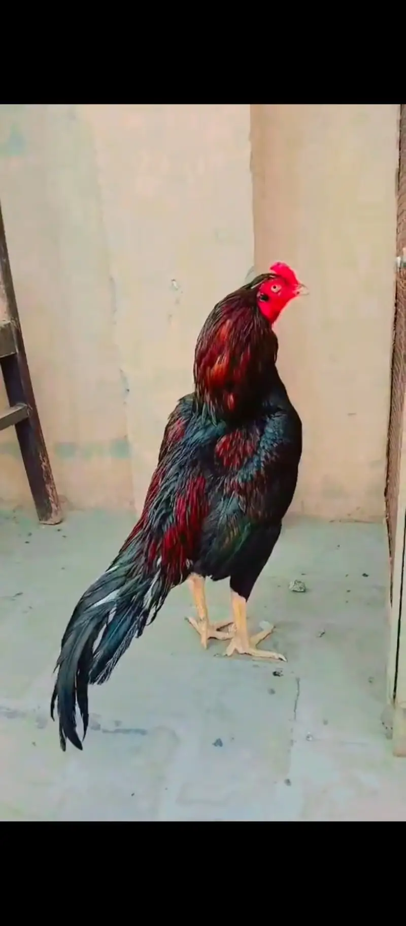 Aseel mianwali cross murga forsale — photo 8