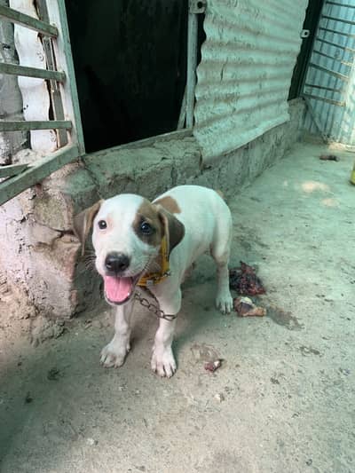 Argent Sale dog