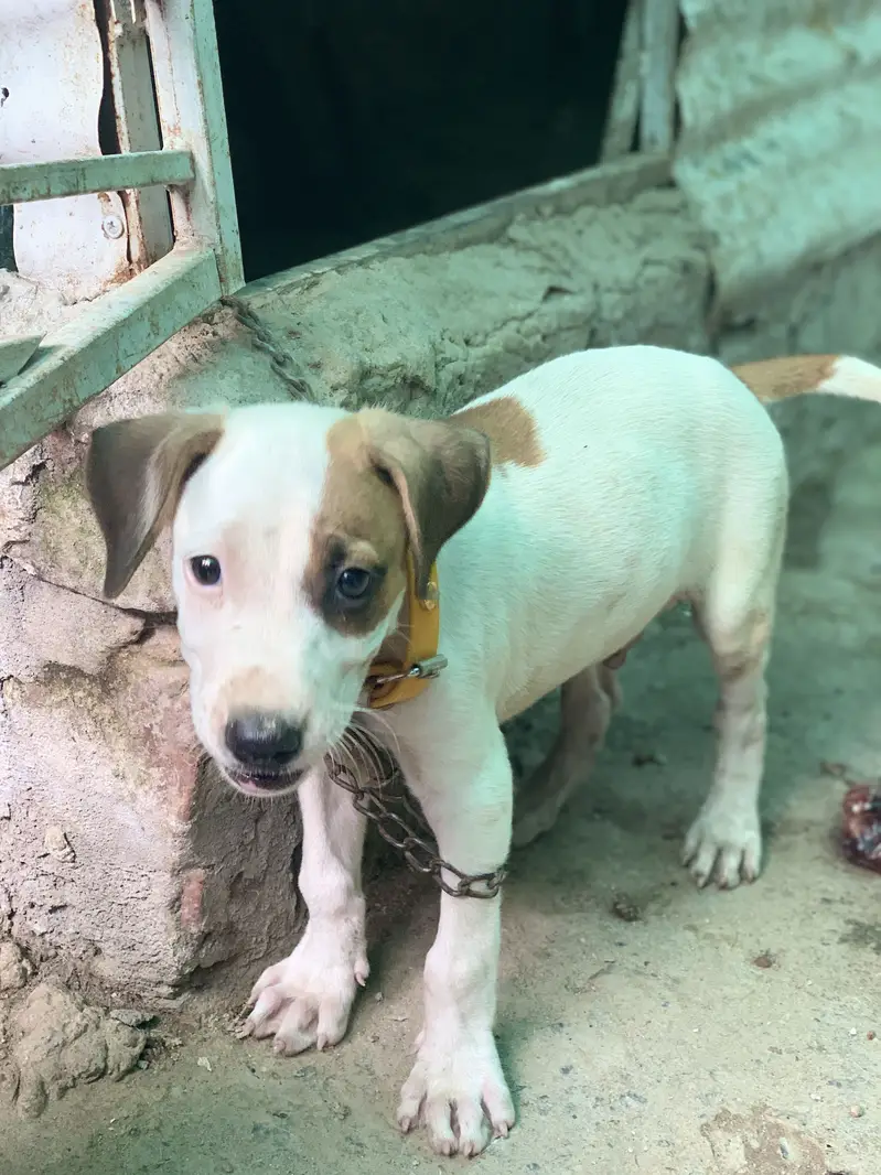 Argent Sale dog — photo 3