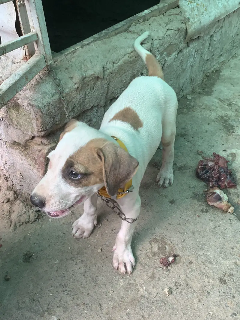 Argent Sale dog — photo 4