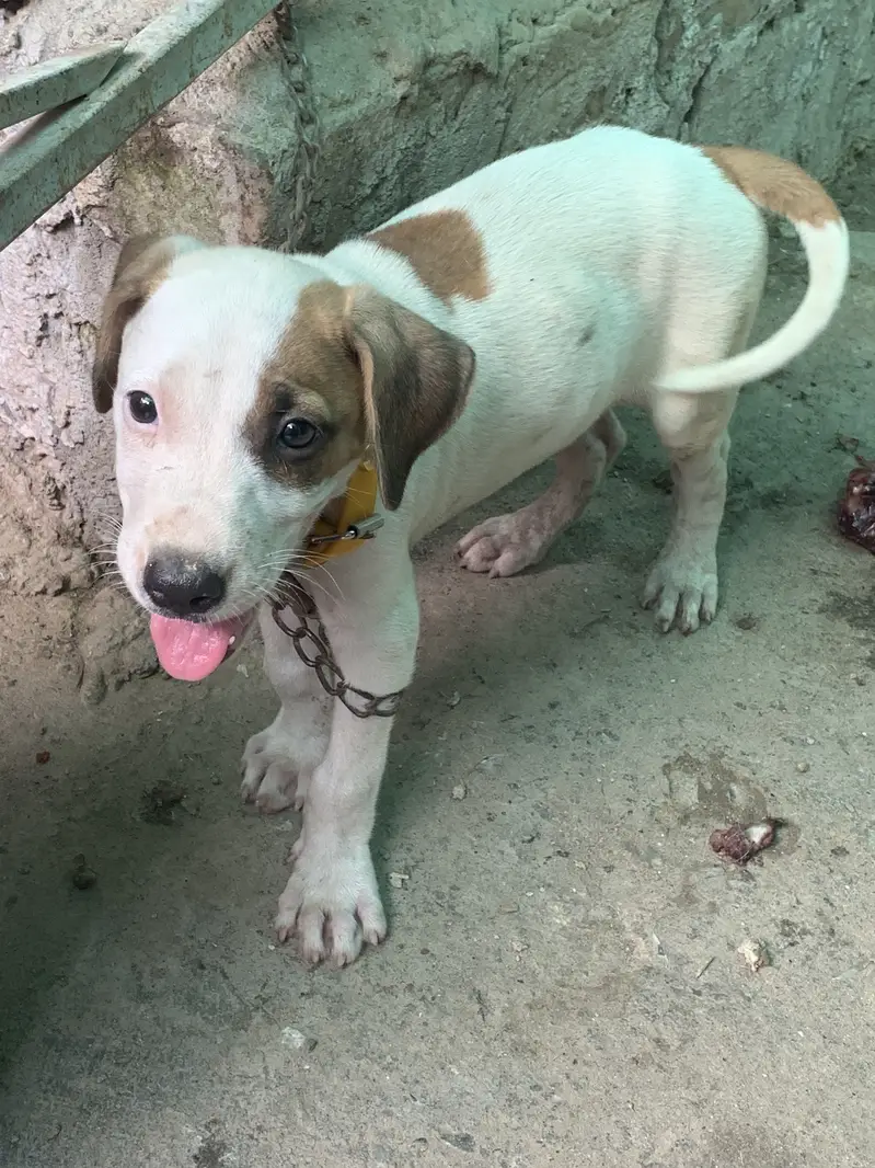Argent Sale dog — photo 5