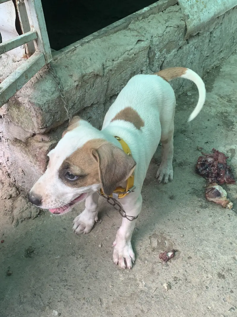 Argent Sale dog — photo 6