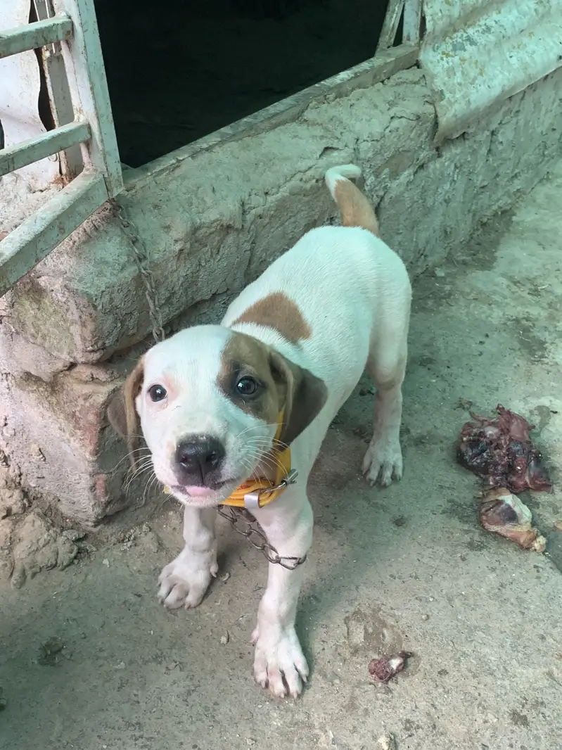 Argent Sale dog — photo 7