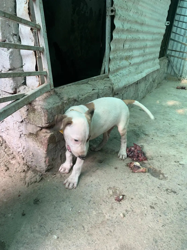Argent Sale dog — photo 8