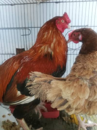 Aseel Pair laying Eggs Daily