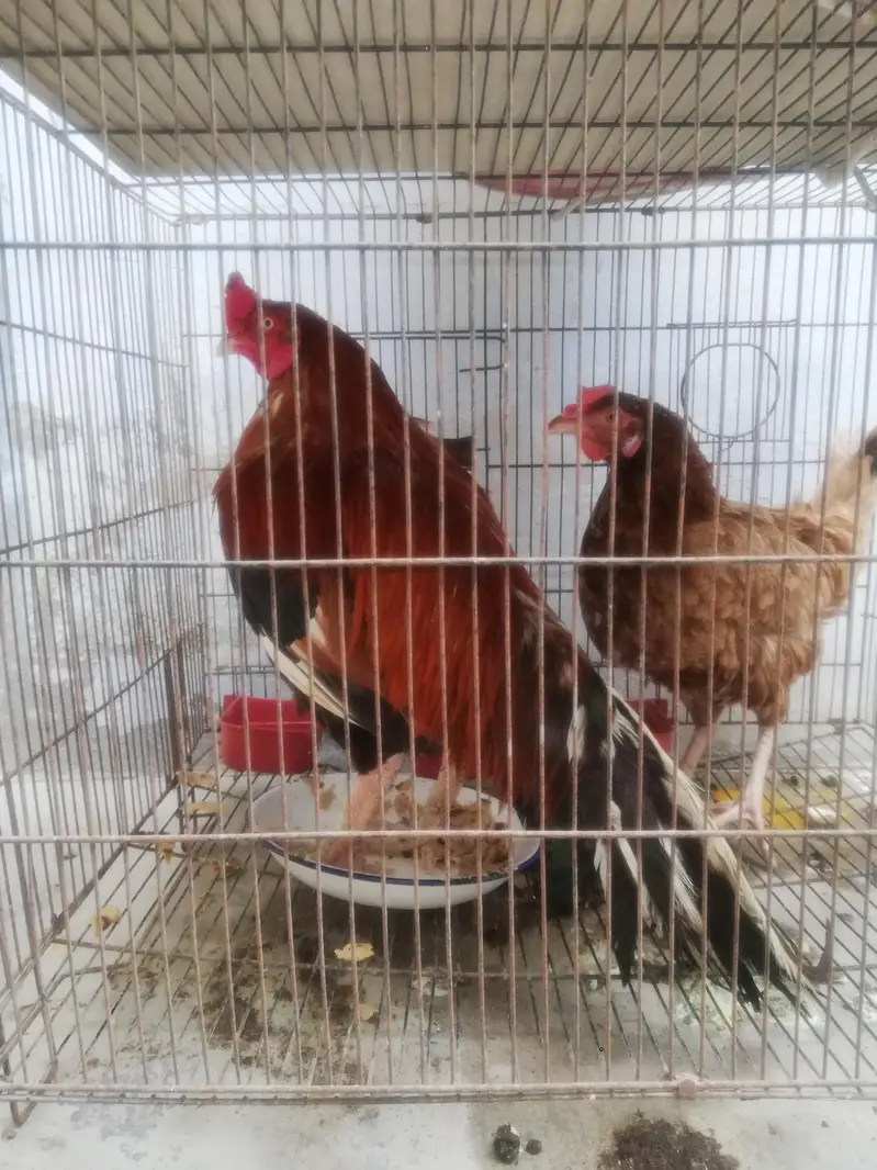 Aseel Pair laying Eggs Daily — photo 2
