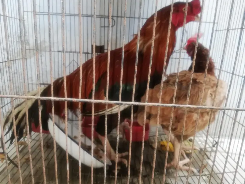 Aseel Pair laying Eggs Daily — photo 3