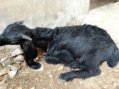 3.5 months Bakra for sale