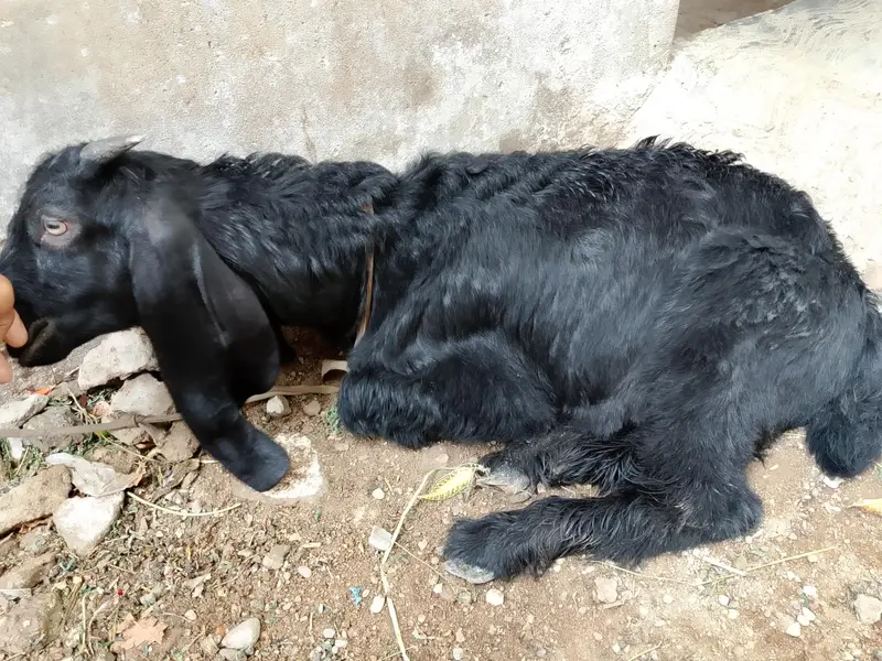 3.5 months Bakra for sale — photo 2