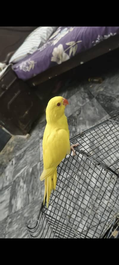 yellow ringnack