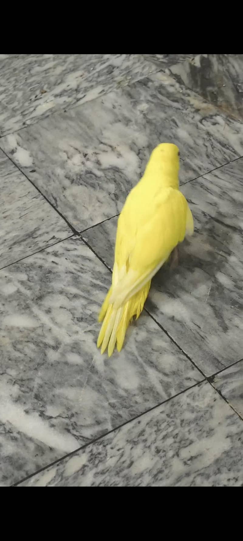 yellow ringnack 1