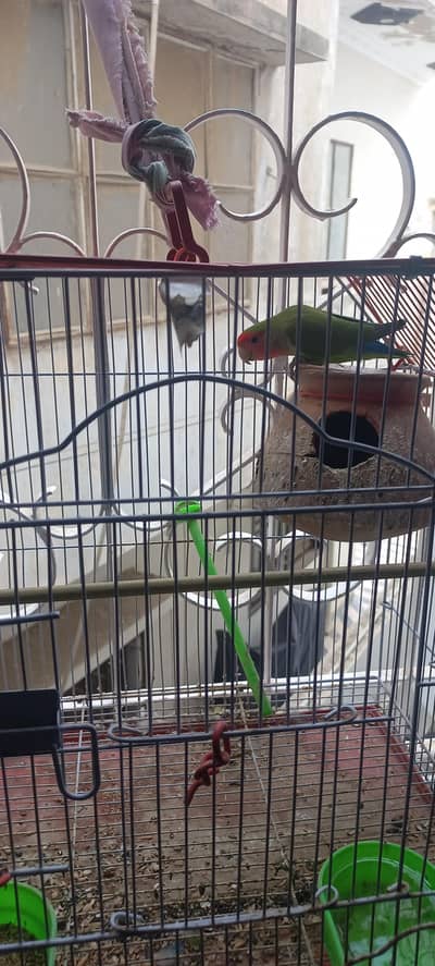 for sale