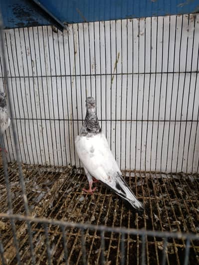 baby pigeons