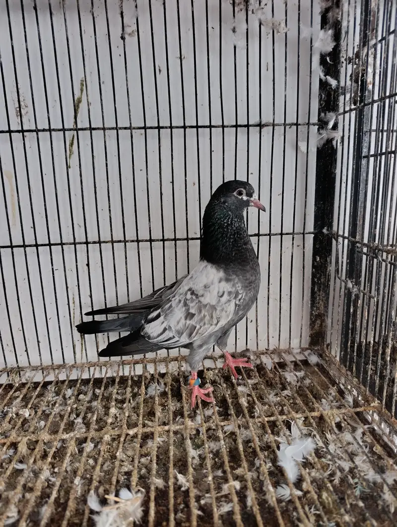 baby pigeons — photo 2