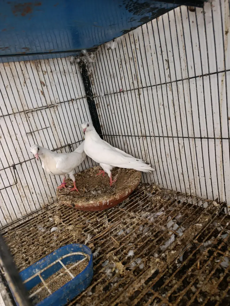 baby pigeons — photo 3