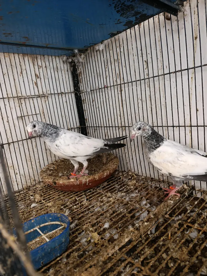 baby pigeons — photo 4