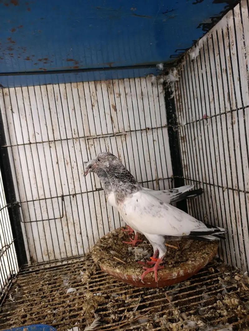 baby pigeons — photo 5