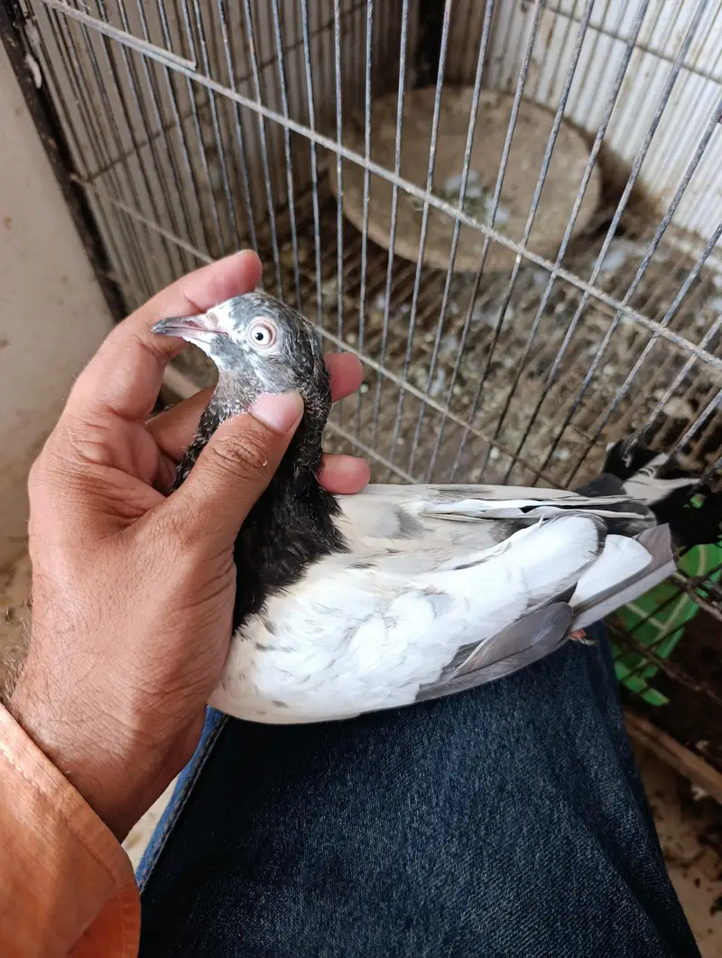 baby pigeons — photo 6
