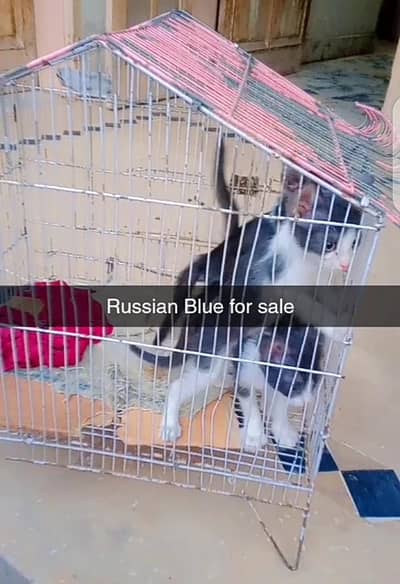 Russian Blue Kittens