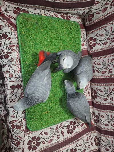 triton cacatoo chicks African grey chicks