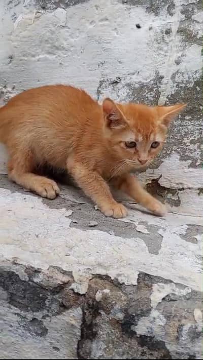 Persian cat