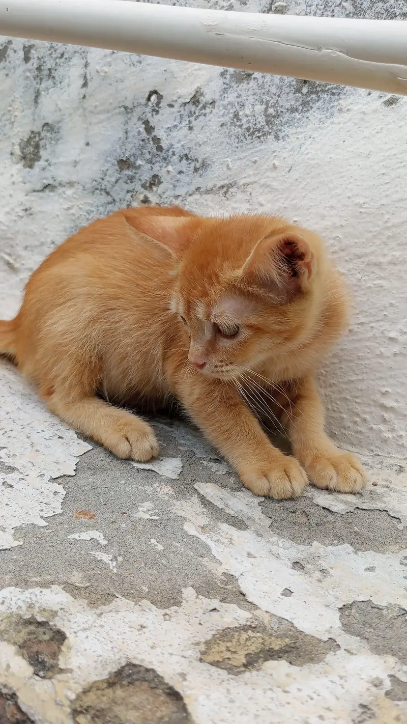 Persian cat — photo 2